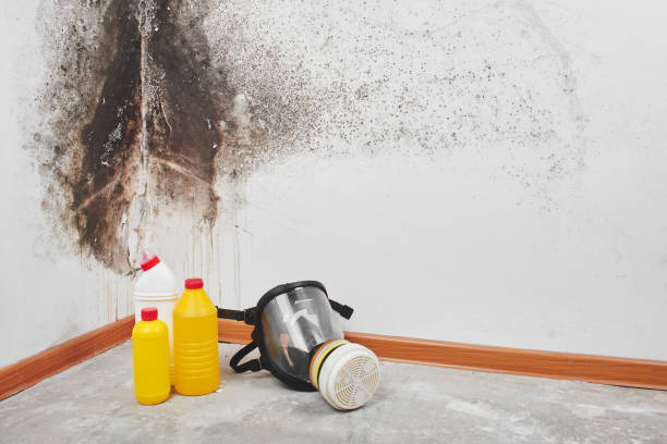 Best Mold Testing  in Concord, MI