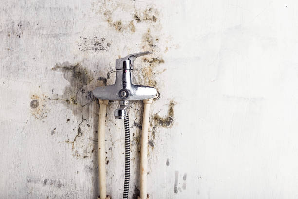 Best Mold Cleaning Services  in Concord, MI