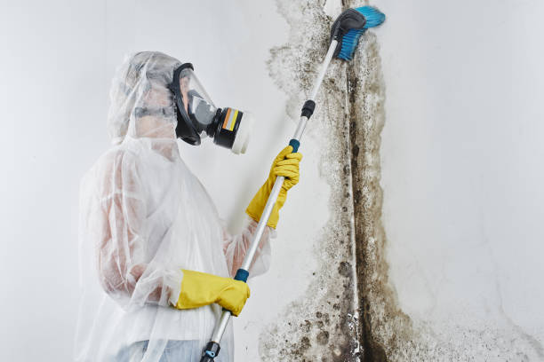 Best Emergency Mold Removal  in Concord, MI
