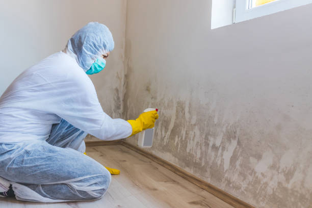 Best Commercial Mold Removal  in Concord, MI