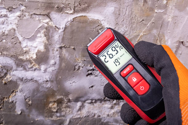 Best Home Mold Removal  in Concord, MI