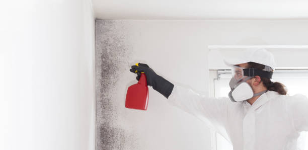 Best Black Mold Removal  in Concord, MI