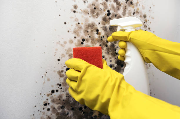 Best Local Mold Removal Service  in Concord, MI