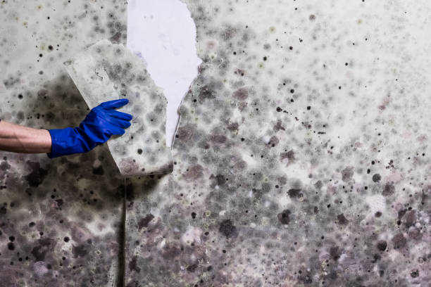 Best Affordable Mold Removal  in Concord, MI