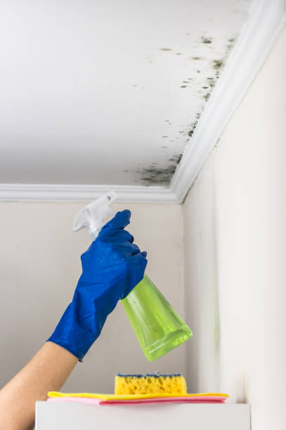 Best Mold Remediation  in Concord, MI